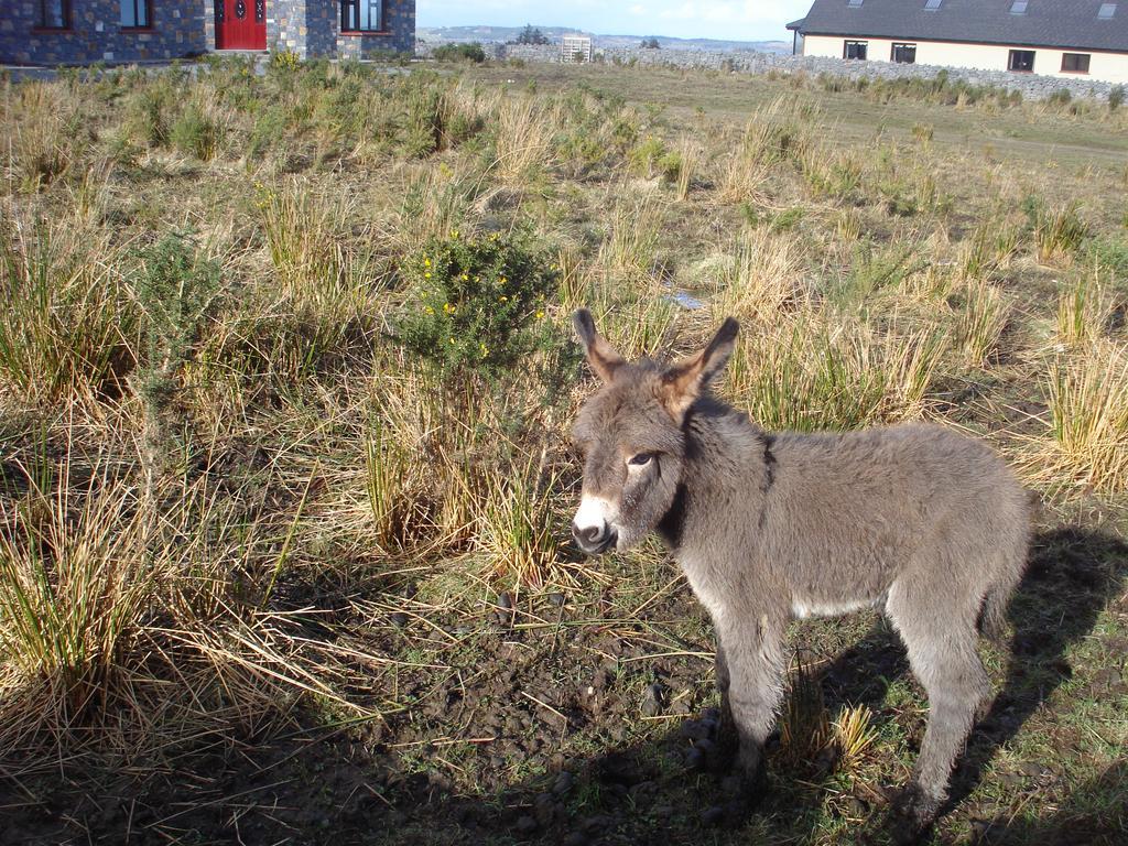 Tullaleagan Guesthouse Oughterard Exterior foto